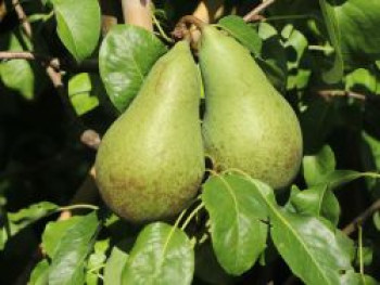 Säulen-Birne 'Condora' / 'Condo', 125-150 cm, Pyrus 'Condora' / 'Condo', Containerware