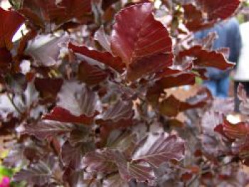 Säulen-Blutbuche 'Dawyck Purple', 40-50 cm, Fagus sylvatica 'Dawyck Purple', Containerware