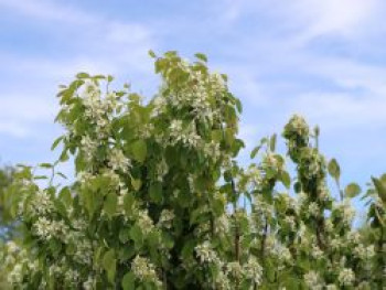 Säulen Felsenbirne 'Obelisk', 40-60 cm, Amelanchier alnifolia 'Obelisk', Containerware