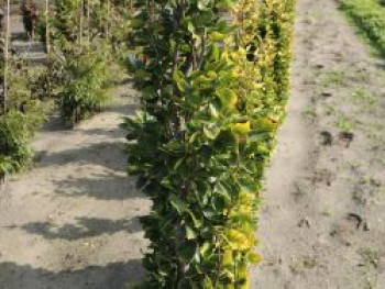 Säulen-Goldbuche 'Dawyck Gold', 200-225 cm, Fagus sylvatica 'Dawyck Gold', Containerware XXL