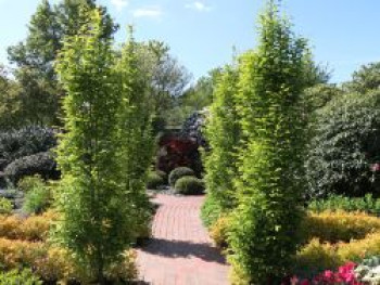 Säulen-Hainbuche, 50-80 cm, Carpinus betulus 'Frans Fontaine', Topfware