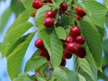 Säulen-Sauerkirsche &#8218;Annabell&#8216;, 80-100 cm, Prunus cerasus &#8218;Annabell&#8216;, Containerware