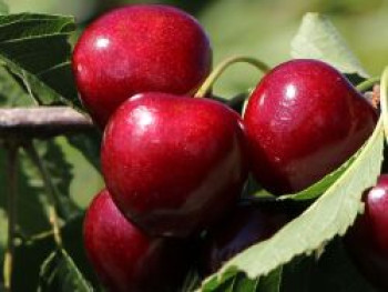 Säulen-Sauerkirsche &#8218;Jachim&#8216;, 60-80 cm, Prunus &#8218;Jachim&#8216;, Containerware