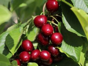 Säulen-Süßkirsche 'Celeste', 100-125 cm, Prunus 'Celeste', Containerware