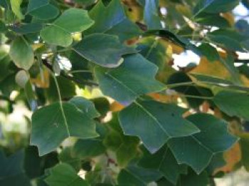 Säulen-Tulpenbaum 'Ardis', 60-80 cm, Liriodendron tulipifera 'Ardis', Containerware