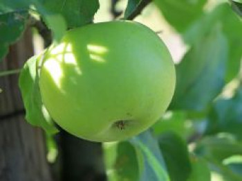 Säulenapfel Ballerina &#8218;Bolero&#8216;  ®, 40-60 cm, Malus Ballerina &#8218;Bolero&#8216;  ®, Containerware