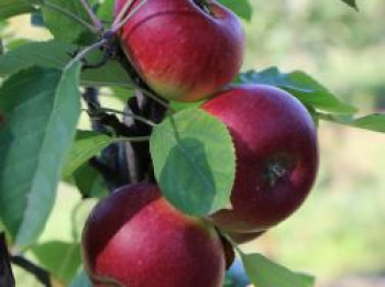 Säulenapfel Ballerina &#8218;Flamenco&#8216; ®, 40-60 cm, Malus Ballerina &#8218;Flamenco&#8216; ®, Containerware