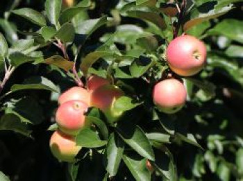 Säulenapfel Ballerina &#8218;Polka&#8216;  ®, 40-60 cm, Malus Ballerina &#8218;Polka&#8216; ®, Containerware