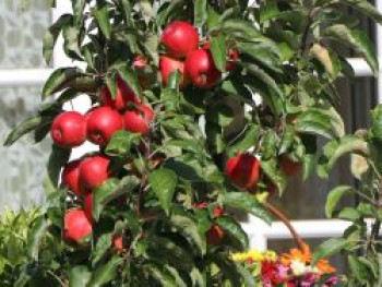 Säulenapfel Ballerina &#8218;Waltz&#8216;  ®, 40-60 cm, Malus Ballerina &#8218;Waltz&#8216; ®, Containerware