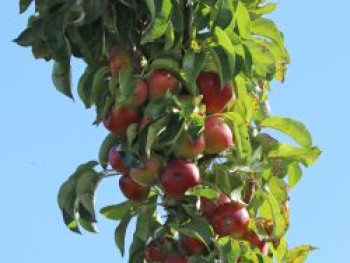 Säulenapfel &#8218;Berbat&#8216;, 60-80 cm, Malus &#8218;Berbat&#8216;, Containerware