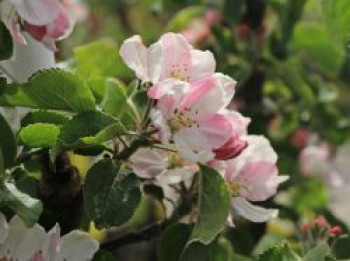 Säulenapfel &#8218;Blue Moon&#8216; ® (S), 50-60 cm, Malus &#8218;Blue Moon&#8216; ® (S), Containerware