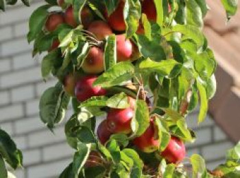 Säulenapfel &#8218;Campanilo&#8216; ® quattro, 60-80 cm, Malus &#8218;Campanilo&#8216; ® quattro, Containerware