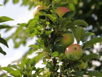 Säulenapfel &#8218;Finn&#8216; ®, 60-80 cm, Malus &#8218;Finn&#8216; ®, Containerware