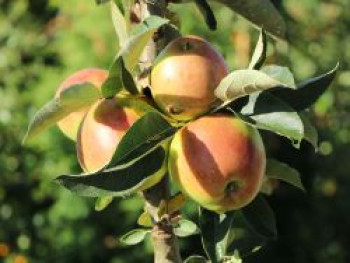 Säulenapfel &#8218;Fire Dance&#8216; ®, 60-80 cm, Malus &#8218;Fire Dance&#8216; ®, Containerware