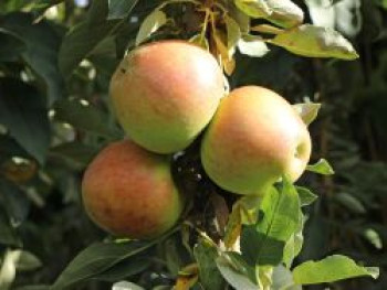 Säulenapfel &#8218;Goldcats&#8216;, 40-60 cm, Malus &#8218;Goldcats&#8216;, Containerware