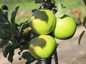 Säulenapfel &#8218;Greencats&#8216; ®, 50-60 cm, Malus &#8218;Greencats&#8216; ®, Containerware