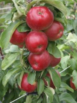 Säulenapfel &#8218;Jarle&#8216;, 100-150 cm, Malus &#8218;Jarle&#8216;, Containerware