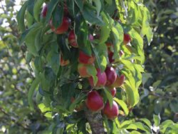 Säulenapfel &#8218;Merlin&#8216;, 50-60 cm, Malus &#8218;Merlin&#8216;, Containerware