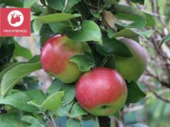 Säulenapfel FRUCHTBENGEL ® 'Red River' ®, 80-100 cm, Malus FRUCHTBENGEL ® 'Red River' ®, Containerware