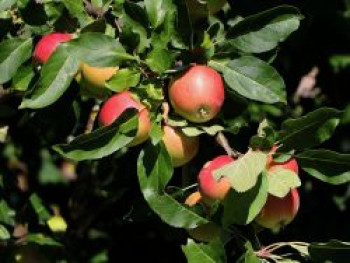 Säulenapfel &#8218;Redcats&#8216;, 40-60 cm, Malus &#8218;Redcats&#8216;, Containerware