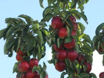 Säulenapfel &#8218;Rondo&#8216; ®, 60-80 cm, Malus &#8218;Rondo&#8216; ®, Containerware