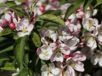 Säulenapfel &#8218;Sonate&#8216;, 60-80 cm, Malus &#8218;Sonate&#8216;, Containerware