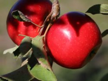 Säulenapfel &#8218;Starcats&#8216; (S), 40-60 cm, Malus &#8218;Starcats&#8216; (S), Containerware