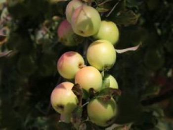 Säulenapfel &#8218;Starline ®&#8216; / &#8218;Golden Gate&#8216; (S), 125-150 cm, Malus &#8218;Starline&#8216; ® / &#8218;Golden Gate&#8216; (S), Containerware