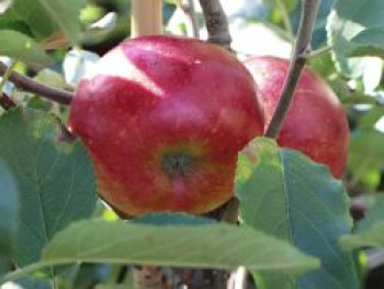 Apfel &#8218;Wellant&#8216; ® / &#8218;Fresco&#8216;, Stamm 40-60 cm, 120-160 cm, Malus domestica &#8218;Wellant&#8216; ® / &#8218;Fresco&#8216;, Containerware