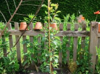 Säulenbirne 'Decora', 40-60 cm, Pyrus communis 'Decora', Containerware