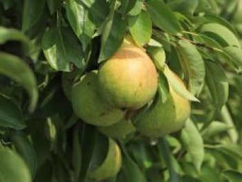 Säulenbirne 'Saphira', 100-125 cm, Pyrus communis 'Saphira', Containerware