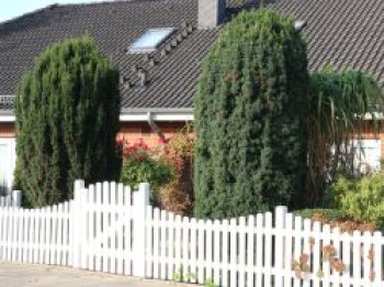 Säuleneibe 'Fastigiata', 150-175 cm, Taxus baccata 'Fastigiata', Containerware