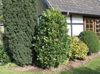 Säuleneiche 'Fastigiata', 80-100 cm, Quercus robur 'Fastigiata', Containerware