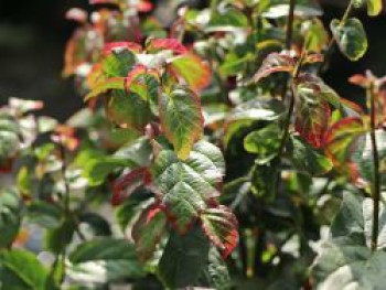 Säulenförmiger Persischer Eisenholzbaum / Eisenbaum 'Persian Spire', 40-60 cm, Parrotia persica 'Persian Spire', Containerware