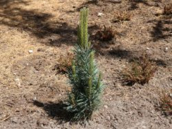 Säulenkiefer &#8218;Fastigiata&#8216;, 30-40 cm, Pinus sylvestris &#8218;Fastigiata&#8216;, Containerware