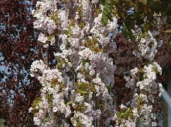 Säulenkirsche 'Amanogawa', 100-150 cm, Prunus serrulata 'Amanogawa', Containerware