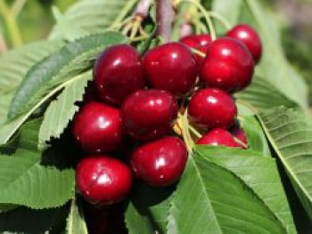 Säulenkirsche 'Samba' ®, 100-125 cm, Prunus 'Samba' ®, Containerware