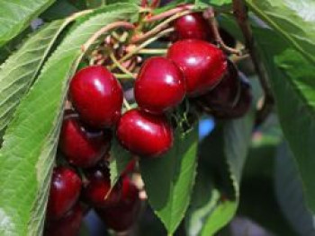 Säulenkirsche 'Sylvia', 125-150 cm, Prunus avium 'Sylvia', Containerware