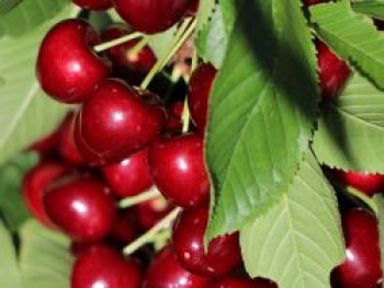 Säulenkirsche 'Victoria', 125-150 cm, Prunus  'Victoria', Containerware