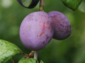 Säulenpflaume &#8218;Jubiläumspflaume&#8216;, 80-100 cm, Prunus domestica &#8218;Jubiläumspflaume&#8216;, Containerware