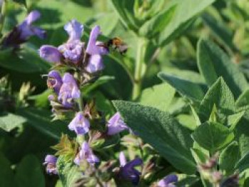 Salbei 'Berggarten', Salvia officinalis 'Berggarten', Topfware