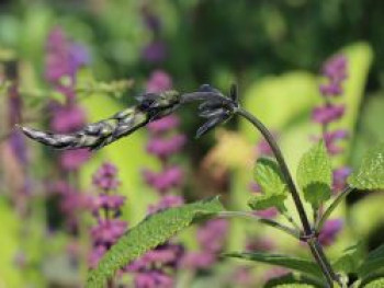 Salbei 'Black and Blue', Salvia guaranitica 'Black and Blue', Topfware