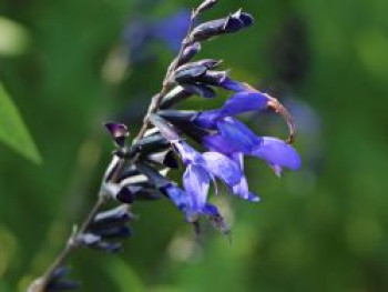 Salbei 'Blue Enigma', Salvia guaranitica 'Blue Enigma', Topfware