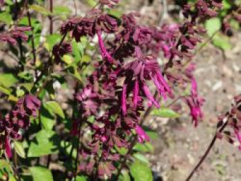 Salbei 'Love and Wishes', Salvia x cultorum 'Love and Wishes', Topfware