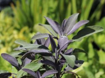 Salbei &#8218;Purple Beauty&#8216;, Salvia officinalis &#8218;Purple Beauty&#8216;, Topfware