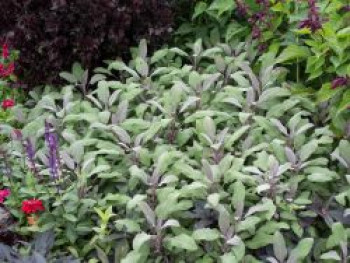 Salbei 'Purpurascens', Salvia officinalis 'Purpurascens', Topfware