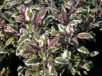 Salbei &#8218;Tricolor&#8216;, Salvia officinalis &#8218;Tricolor&#8216;, Topfware