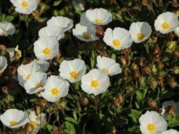 Salbeiblättrige Zistrose, Cistus salviifolius, Containerware