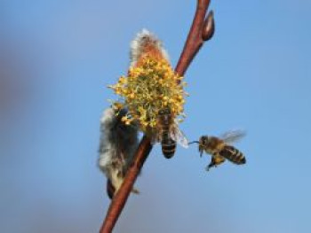 Salweide &#8218;Gold-Bienenkätzchen&#8216;, Stamm 50-60 cm, 60-80 cm, Salix caprea &#8218;Gold-Bienenkätzchen&#8216;, Stämmchen