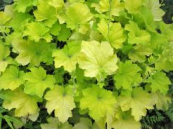 Samthaariges Silberglöckchen &#8218;Citronelle&#8216;, Heuchera villosa &#8218;Citronelle&#8216;, Topfware